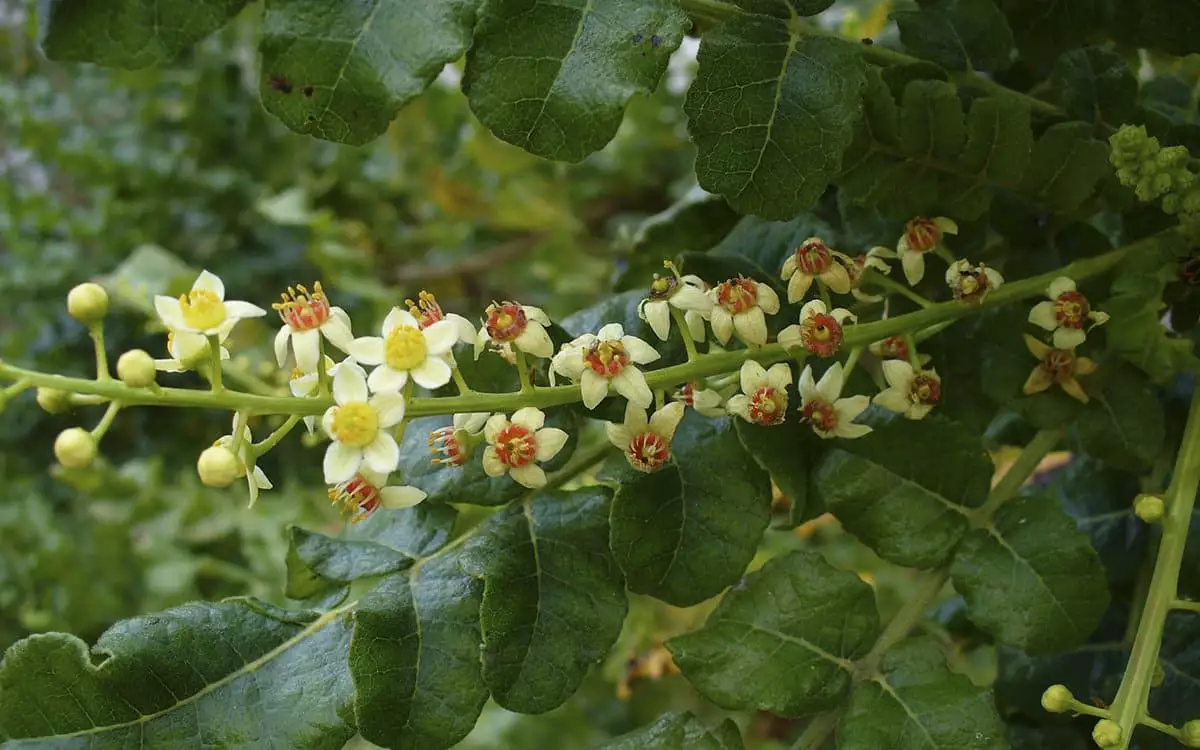 Boswellia